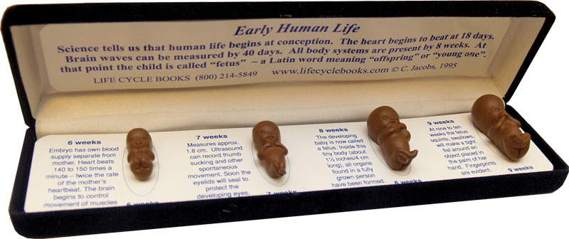 Early Human Life Model - Brown