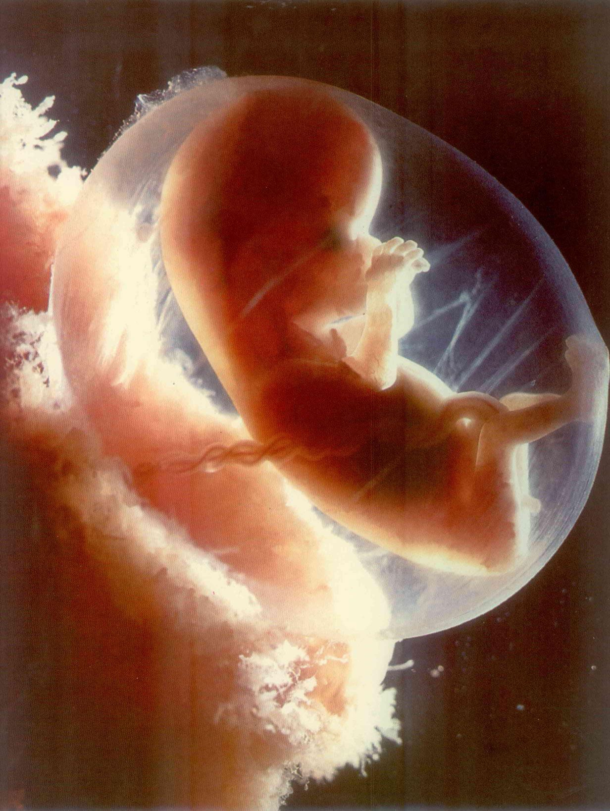 Book - Being Born-9