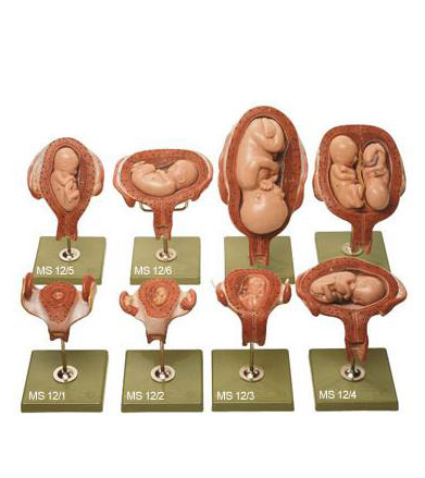 Fetal 4D Growth Model - 21-Piece Detachable Anatomy Model For Teaching & Education