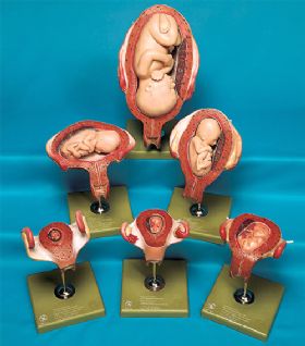 SOMSO Fetal Development Model - Set of 6