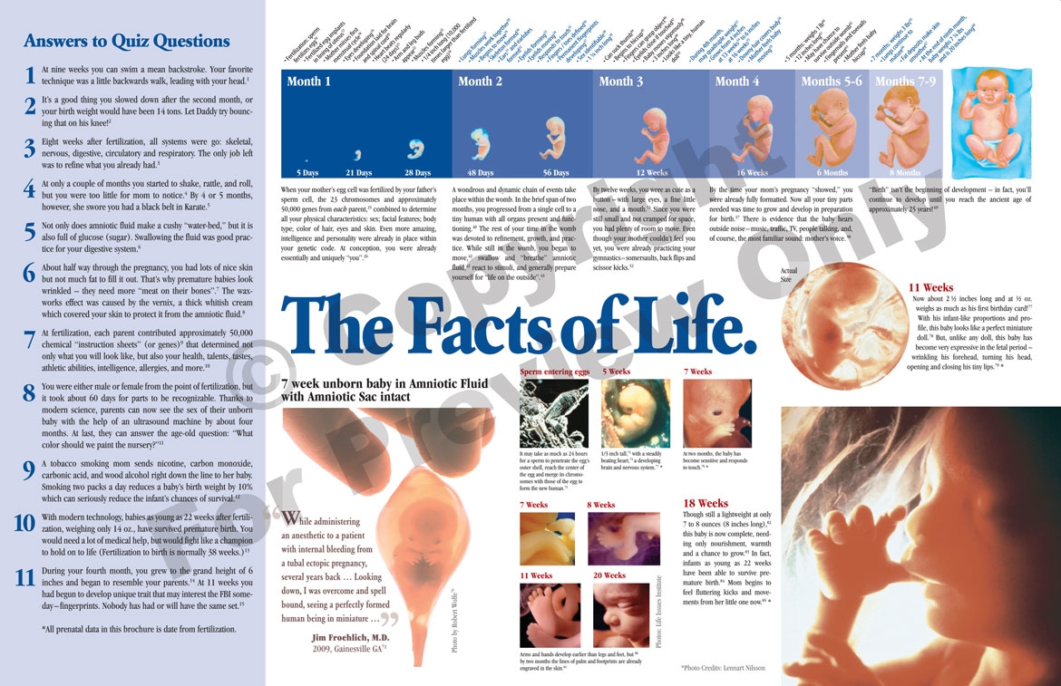 Brochure - What They Never Told You About The Facts of Life