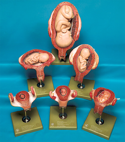 SOMSO Fetal Development Model